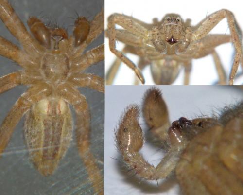 Micrommata sp.